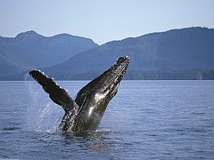 Humpback Whale, Alaska